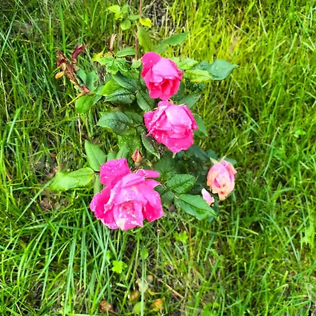L'angolo Di Erika Casa vacanze *