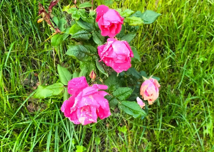 L'angolo Di Erika بيت للعطل *